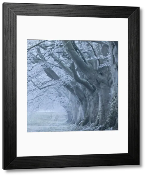 Framed Print : Avenue of beech (fagus sylvatica) in winter, Kingston Lacy, Wimborne, Dorset, England Framed Print : Avenue of beech (fagus sylvatica) in winter, Kingston Lacy, Wimborne, Dorset, England