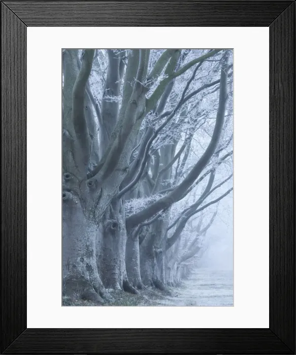 Framed Print : Avenue of beech (fagus sylvatica) in winter, Kingston Lacy, Wimborne, Dorset, England Framed Print : Avenue of beech (fagus sylvatica) in winter, Kingston Lacy, Wimborne, Dorset, England