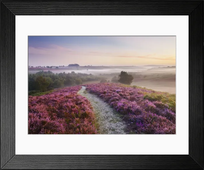 Framed Print : Heather in bloom on lowland heathland, Rockford Common, Linwood, New Forest National Park Framed Print : Heather in bloom on lowland heathland, Rockford Common, Linwood, New Forest National Park