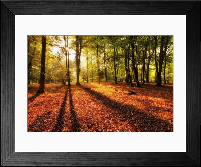 Framed Print : Beech woodland at Bolderwood, New Forest National Park, Hampshire, England, UK Framed Print : Beech woodland at Bolderwood, New Forest National Park, Hampshire, England, UK