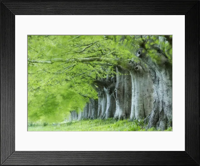 Framed Print : Avenue of beech (fagus sylvatica) in spring, Kingston Lacy, Wimborne, Dorset, England Framed Print : Avenue of beech (fagus sylvatica) in spring, Kingston Lacy, Wimborne, Dorset, England