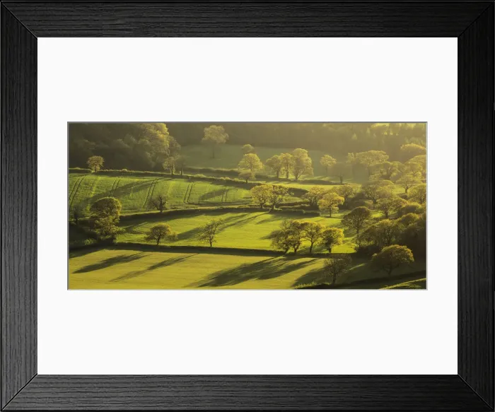 Framed Print : View of trees with new foliage from Eggardon Hill across Dorset countryside, Dorset Framed Print : View of trees with new foliage from Eggardon Hill across Dorset countryside, Dorset
