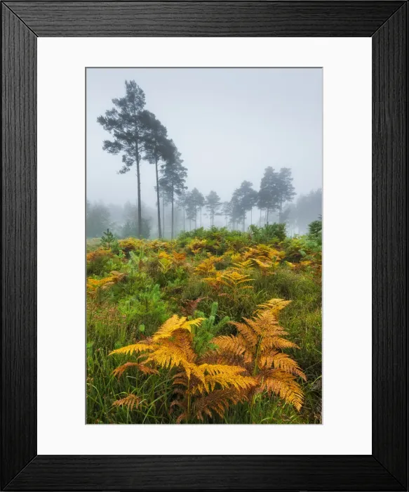 Framed Print : Autumn colour in Bolderwood, New Forest, Hampshire, England Framed Print : Autumn colour in Bolderwood, New Forest, Hampshire, England