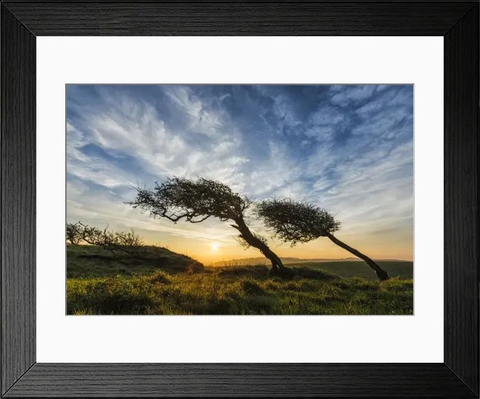 Framed Print : Windswept hawthorn trees, Quarr Hill, Dorset, England