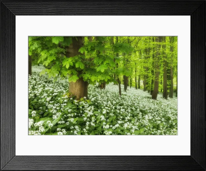 Framed Print : Ramsons (Allium ursinum) in bloom at Winterborne Abbas, Dorset, England, UK Framed Print : Ramsons (Allium ursinum) in bloom at Winterborne Abbas, Dorset, England, UK