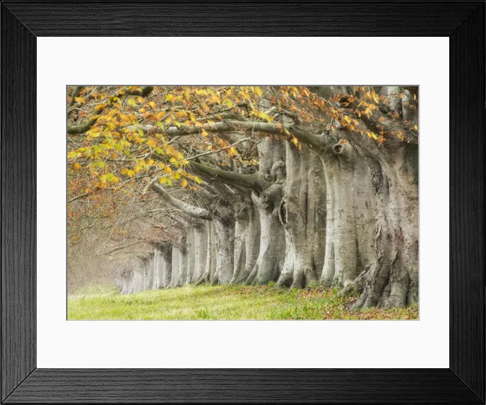 Framed Print : Avenue of beech (fagus sylvatica) in autumn, Kingston Lacy, Wimborne, Dorset, England Framed Print : Avenue of beech (fagus sylvatica) in autumn, Kingston Lacy, Wimborne, Dorset, England