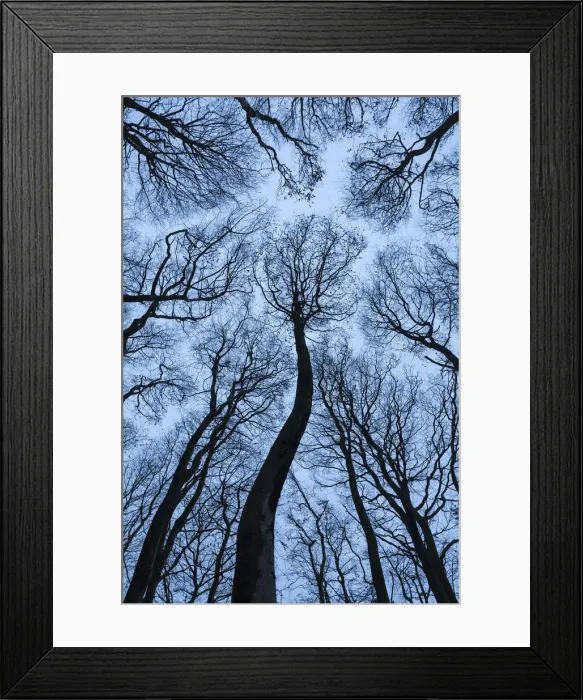 Framed Print : Beech Tree Canopy, Dorset, England Framed Print : Beech Tree Canopy, Dorset, England
