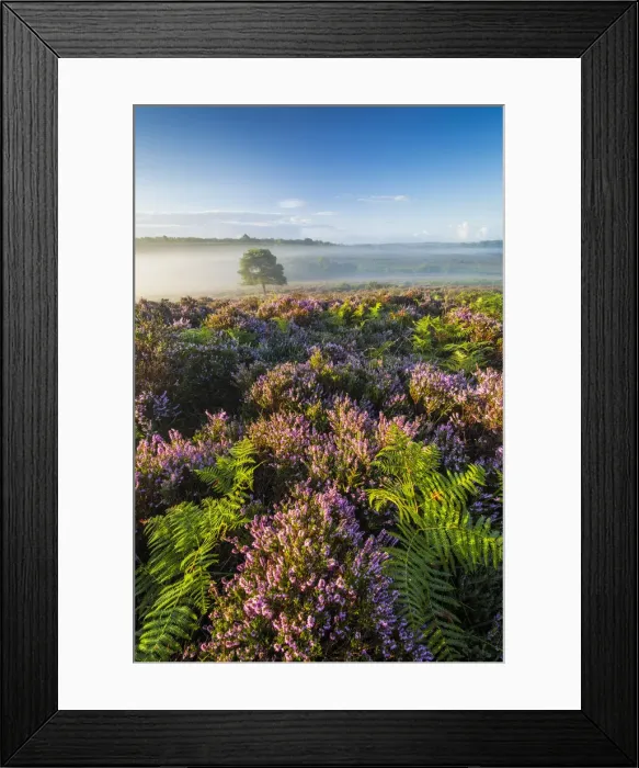 Framed Print : Bratley View, Mogshade Hill, New Forest National Park, Hampshire, England, UK Framed Print : Bratley View, Mogshade Hill, New Forest National Park, Hampshire, England, UK