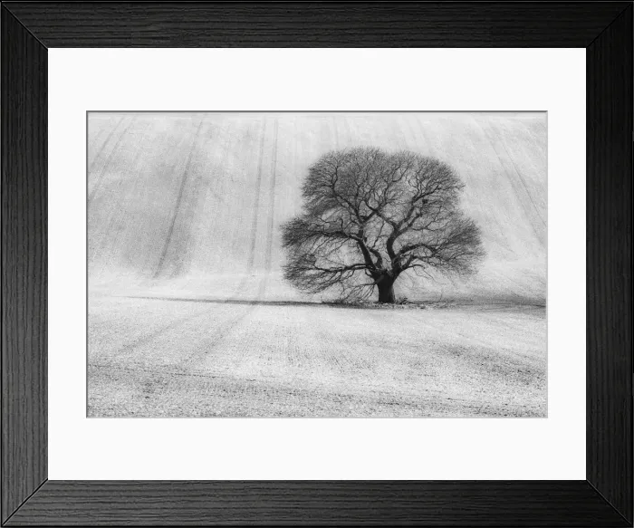 Framed Print : Sweet Chestnut (Castanea sativa), Keysley Down, Wiltshire, England, UK Framed Print : Sweet Chestnut (Castanea sativa), Keysley Down, Wiltshire, England, UK