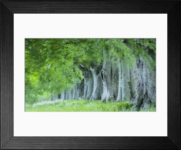 Framed Print : Avenue of beech (fagus sylvatica) in summer, Kingston Lacy, Wimborne, Dorset, England Framed Print : Avenue of beech (fagus sylvatica) in summer, Kingston Lacy, Wimborne, Dorset, England