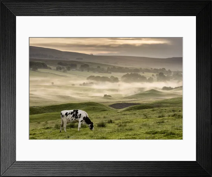 Framed Print : Dairy cow grazing, Wensleydale, Yorkshire Dales National Park, North Yorkshire, England Framed Print : Dairy cow grazing, Wensleydale, Yorkshire Dales National Park, North Yorkshire, England