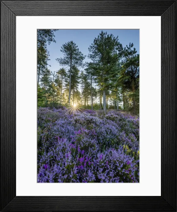 Framed Print : Heather in bloom on Gore Heath, Wareham, Dorset, England, UK