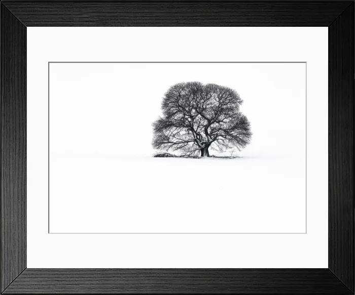 Framed Print : Sweet Chestnut tree in snow on Salisbury Plain, Wiltshire, England, UK