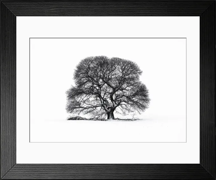 Framed Print : Sweet Chestnut tree in snow on Salisbury Plain, Wiltshire, England, UK Framed Print : Sweet Chestnut tree in snow on Salisbury Plain, Wiltshire, England, UK