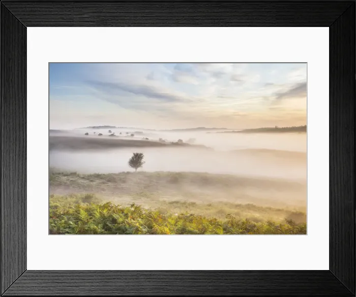 Framed Print : Sunrise over Ibsley Common, New Forest National Park, Hampshire, England, UK Framed Print : Sunrise over Ibsley Common, New Forest National Park, Hampshire, England, UK