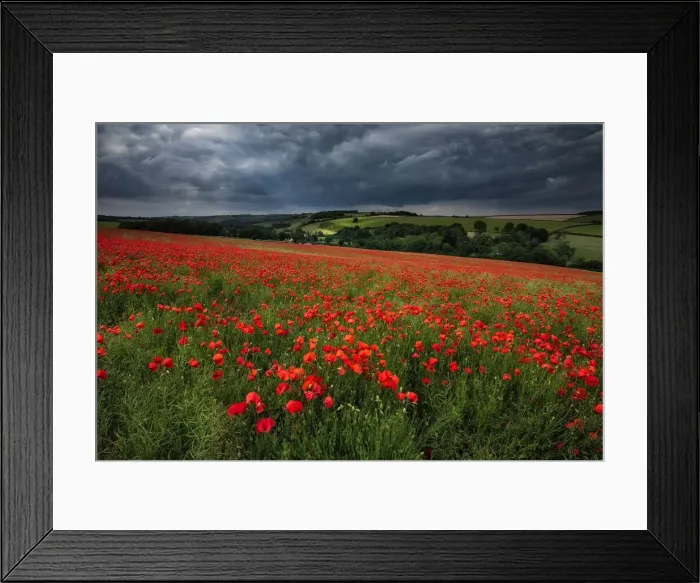 Framed Print : Field of poppies, Forston, Dorset, England, UK Framed Print : Field of poppies, Forston, Dorset, England, UK