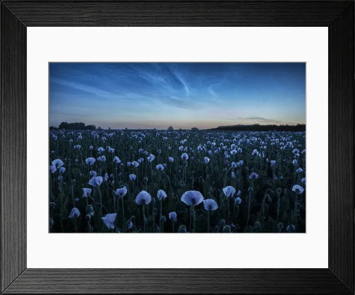 Framed Print : Noctilucent clouds over Opium poppy field, Bere Regis, Dorset, England, UK Framed Print : Noctilucent clouds over Opium poppy field, Bere Regis, Dorset, England, UK