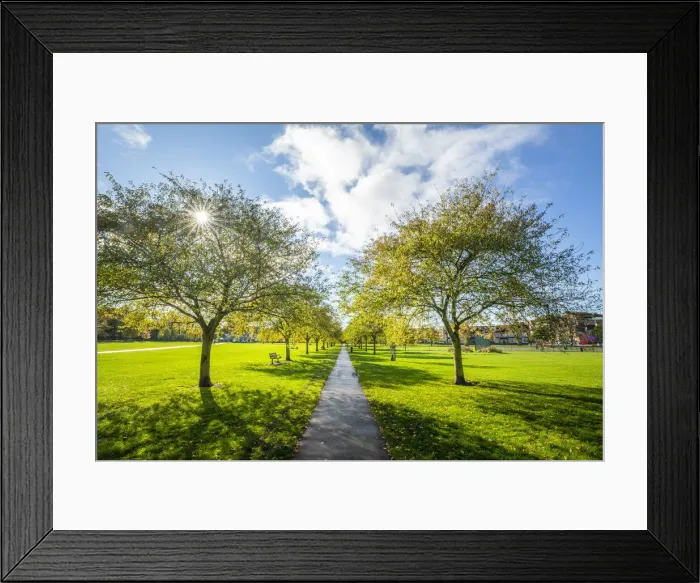 Framed Print : Avenue of trees in Autumn, Jesus Green Park, Cambridge, Cambridgeshire, England