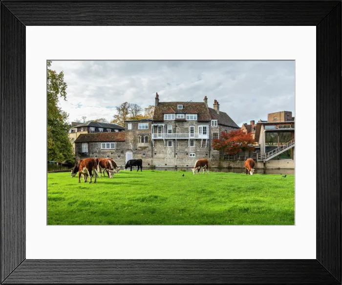 Framed Print : Cows grazing beside the River Cam, Cambridge, Cambridgeshire, England Framed Print : Cows grazing beside the River Cam, Cambridge, Cambridgeshire, England