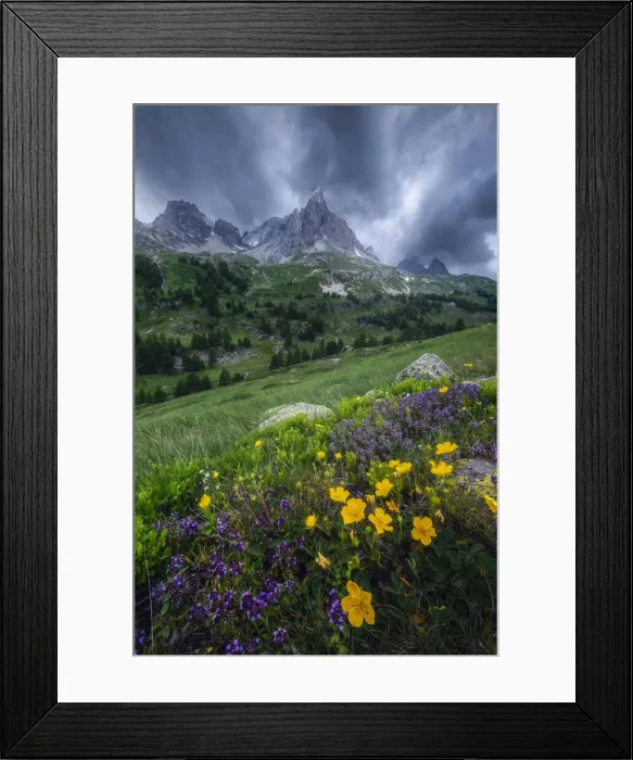 Framed Print : Wildflowers in Parque National des Ecrins, France Framed Print : Wildflowers in Parque National des Ecrins, France