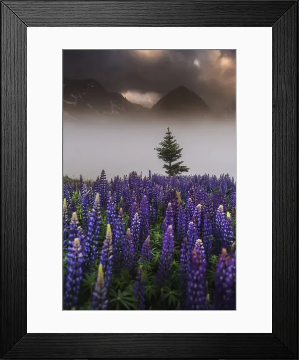 Framed Print : Lupins growing wild Parque National des Ecrins, French Alps, France
