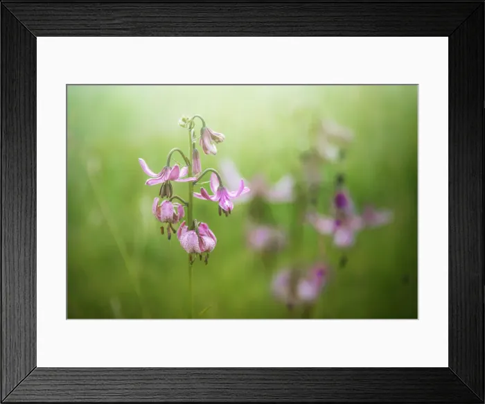 Framed Print : Martagon Lily growing wild Parque National des Ecrins, French Alps, France