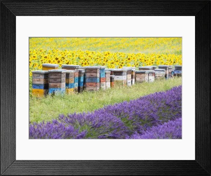 Framed Print : Lavender and sunflowers, Valensole Plateau, Provence, France Framed Print : Lavender and sunflowers, Valensole Plateau, Provence, France