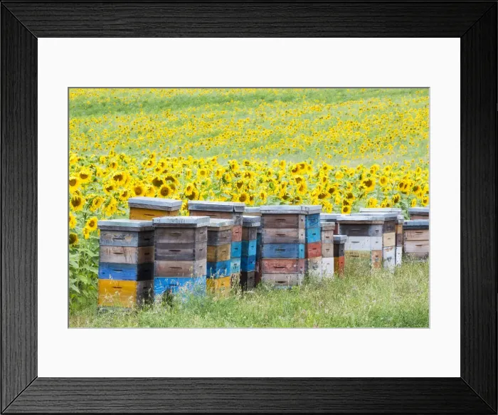 Framed Print : Sunflowers, Valensole Plateau, Provence, France