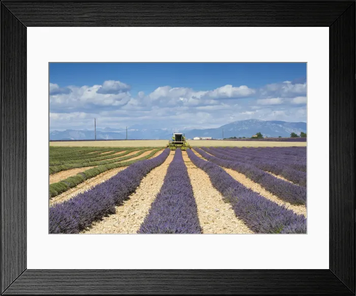 Framed Print : Lavender Harvest, Plateau de Valensole, Provence, France Framed Print : Lavender Harvest, Plateau de Valensole, Provence, France
