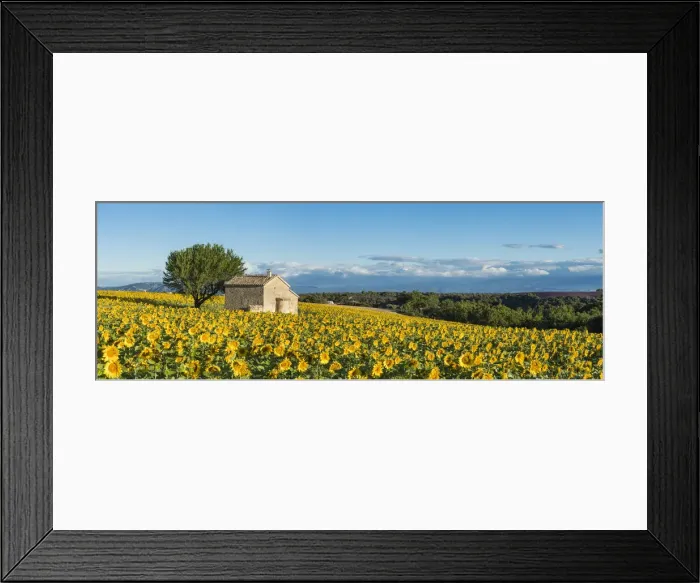 Framed Print : Sunflowers, Valensole Plateau, Provence, France Framed Print : Sunflowers, Valensole Plateau, Provence, France