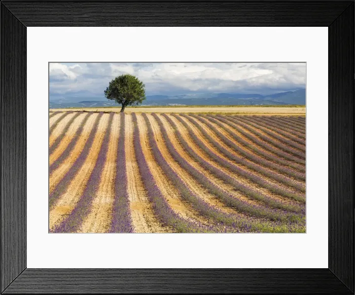 Framed Print : Lavender fields, Valensole Plataeu, Provence, France Framed Print : Lavender fields, Valensole Plataeu, Provence, France