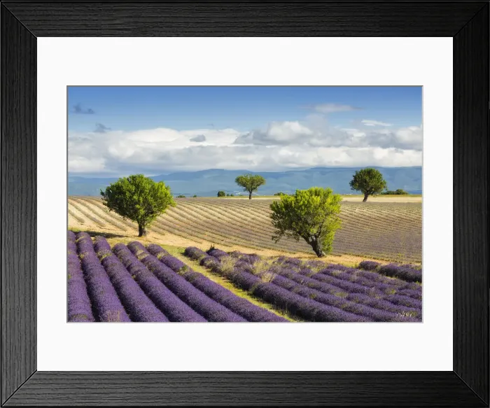 Framed Print : Lavender fields, Valensole Plataeu, Provence, France Framed Print : Lavender fields, Valensole Plataeu, Provence, France