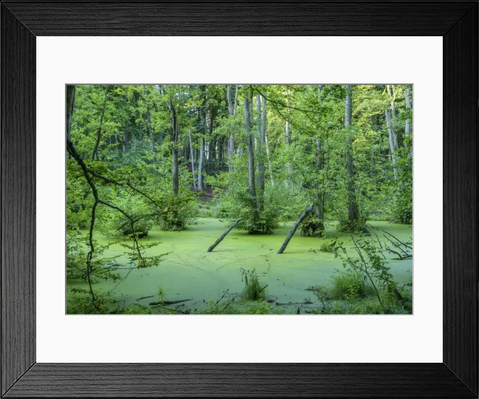 Framed Print : Alder marsh at Jasmund National Park near Konigsstuhl, Rugen, Germany