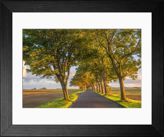 Framed Print : Alley near Seedorf, Rugen, Germany Framed Print : Alley near Seedorf, Rugen, Germany