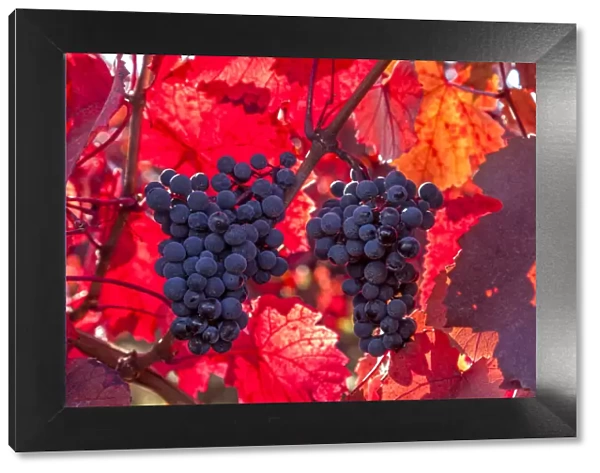 Red grapes on the Vineyard, Southwest Wine Route, Rhineland-Palatinate, Germany