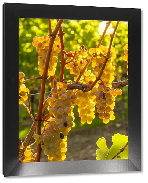 White Grapes on the Vineyard, Southwest Wine Route, Rhineland-Palatinate, Germany