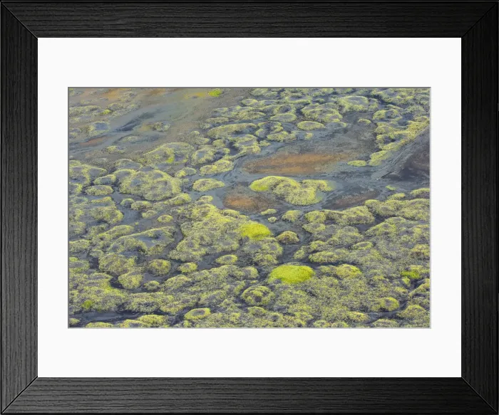 Framed Print : Vegetation patterns on black sand beach near Bakki, Iceland Framed Print : Vegetation patterns on black sand beach near Bakki, Iceland