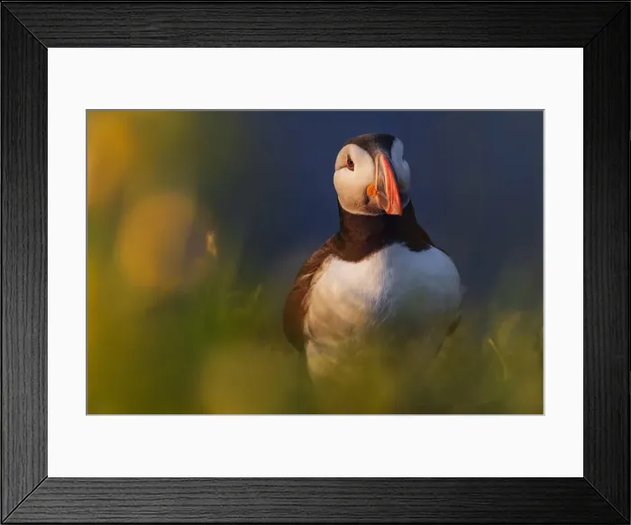 Framed Print : Puffin Iceland, Dyrholaey, Iceland Framed Print : Puffin Iceland, Dyrholaey, Iceland