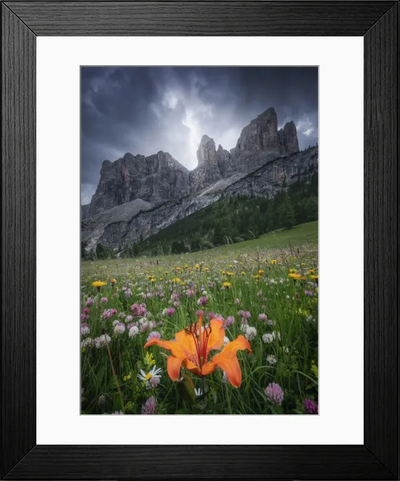 Framed Print : Orange livy Lilium Bulbiferum and other wild flowers growing in Val Gardena, Dolomites Framed Print : Orange livy Lilium Bulbiferum and other wild flowers growing in Val Gardena, Dolomites