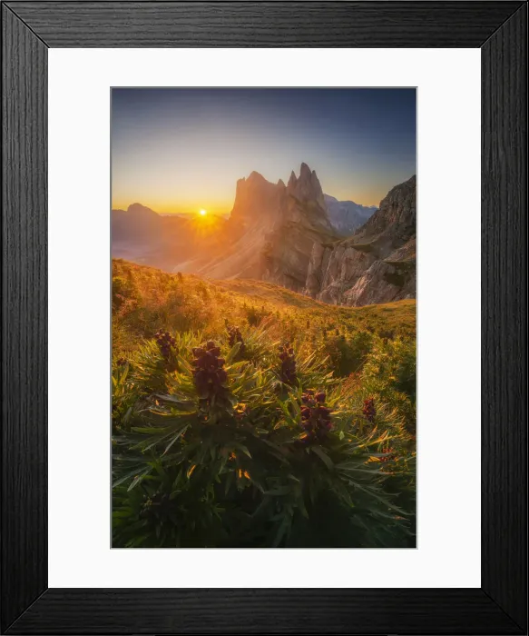 Framed Print : Aconitum Napellus also known as Wolfsbane and Monkshood part of Aconite family growing in Framed Print : Aconitum Napellus also known as Wolfsbane and Monkshood part of Aconite family growing in