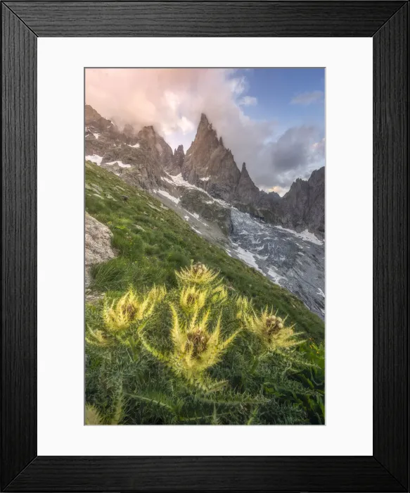 Framed Print : Thistles growing beside Freney Glacier Italian Alps Framed Print : Thistles growing beside Freney Glacier Italian Alps