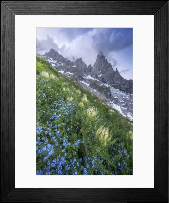 Framed Print : Thistles and blue wild flowers growing beside Freney Glacier Italian Alps Framed Print : Thistles and blue wild flowers growing beside Freney Glacier Italian Alps
