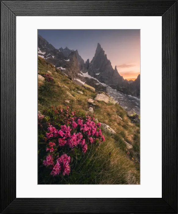Framed Print : Rhododendron Ferrugineum growing near Freney Glacier Italian alps Framed Print : Rhododendron Ferrugineum growing near Freney Glacier Italian alps