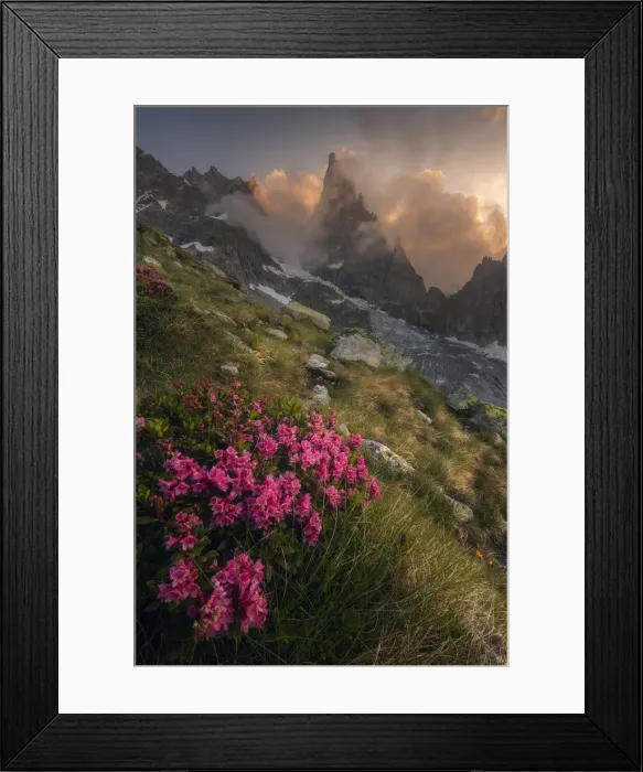 Framed Print : Rhododendron Ferrugineum growing near Freney Glacier Italian alps Framed Print : Rhododendron Ferrugineum growing near Freney Glacier Italian alps
