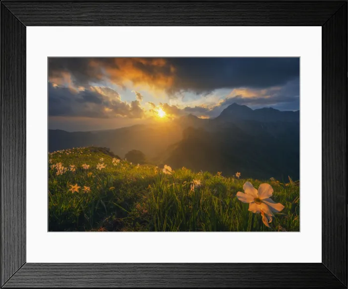 Framed Print : Daffodils flowering iat Monte Croce n the Italian alps Framed Print : Daffodils flowering iat Monte Croce n the Italian alps