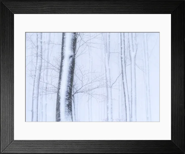 Framed Print : Winter trees in a snowy forest Passo Radici, Italy