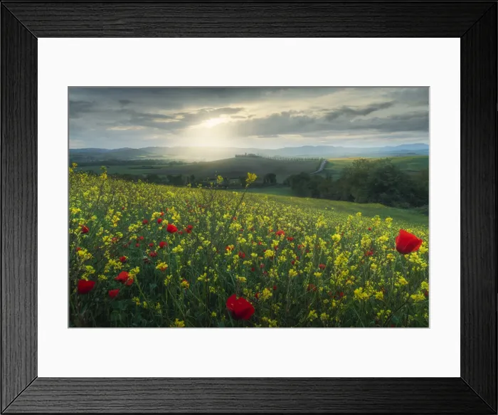 Framed Print : Wild flower meadows in Tuscany, Italy Framed Print : Wild flower meadows in Tuscany, Italy