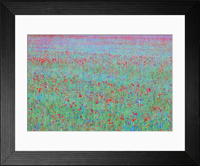 Framed Print : Red poppys and blue cornflowers growing in a meadow in Umbria, Italy