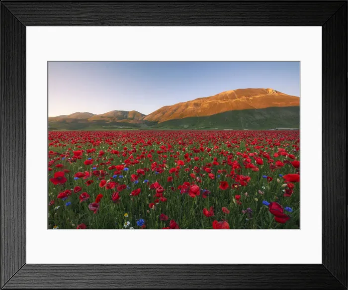 Framed Print : Red poppys and blue cornflowers growing in a meadow in Umbria, Italy Framed Print : Red poppys and blue cornflowers growing in a meadow in Umbria, Italy