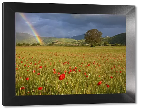 Poppies and rainbow, Norcia, Umbria, Italy